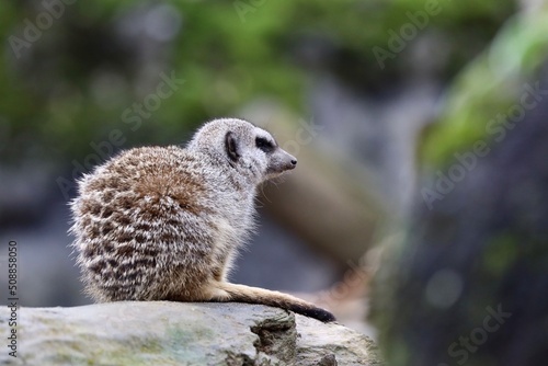 meerkat on guard © PandaFrog