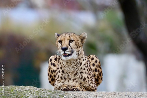 cheetah in the zoo basel