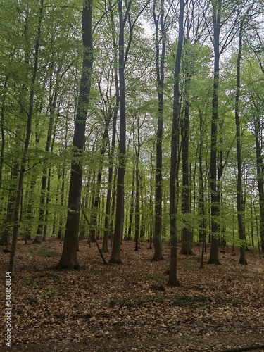 trees in the forest