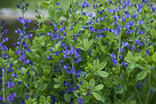 Baptisia australis, commonly known as blue wild indigo or blue false indigo growing in the garden. It is a flowering plant in the family Fabaceae (legumes). photo