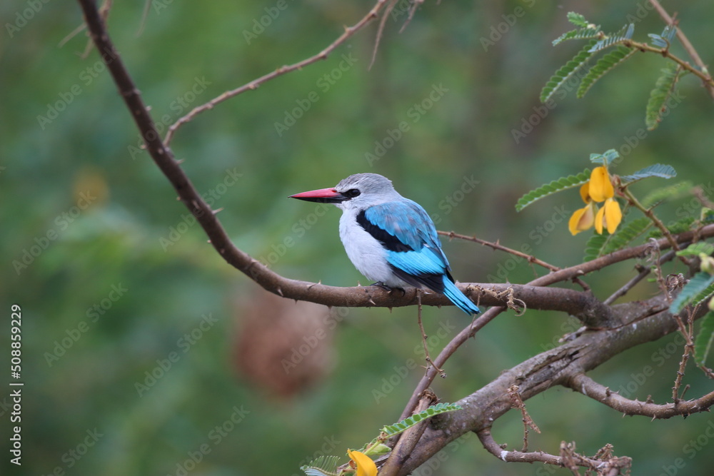 blue and white king fisher on a branch in Ruanda 