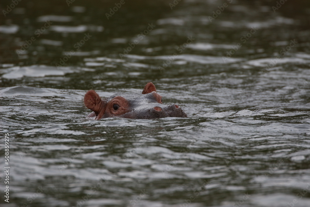 Fototapeta premium hippopotamus in water in ruanda