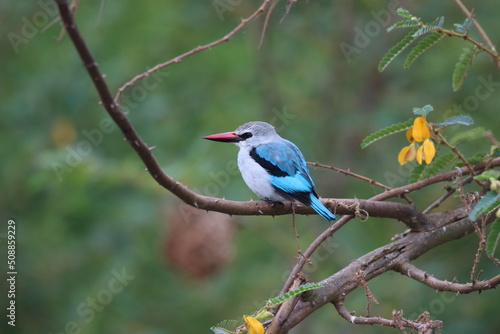 blue and white king fisher on a branch in Ruanda 