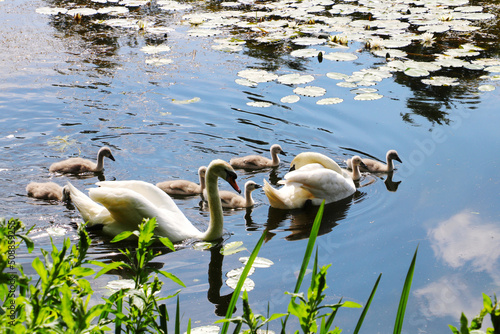 Schwanenfamilie schwimmt zusammen auf einem Teich