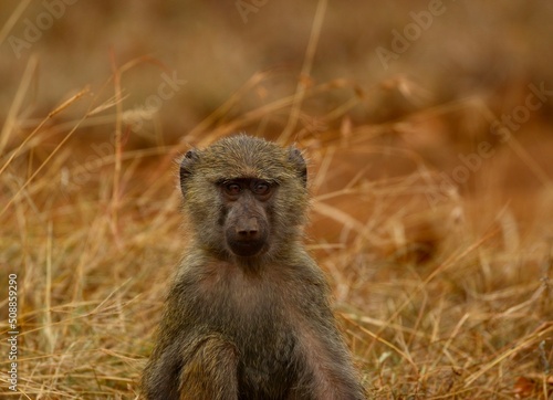 portrait baby baboon ape monkey in Ruanda 