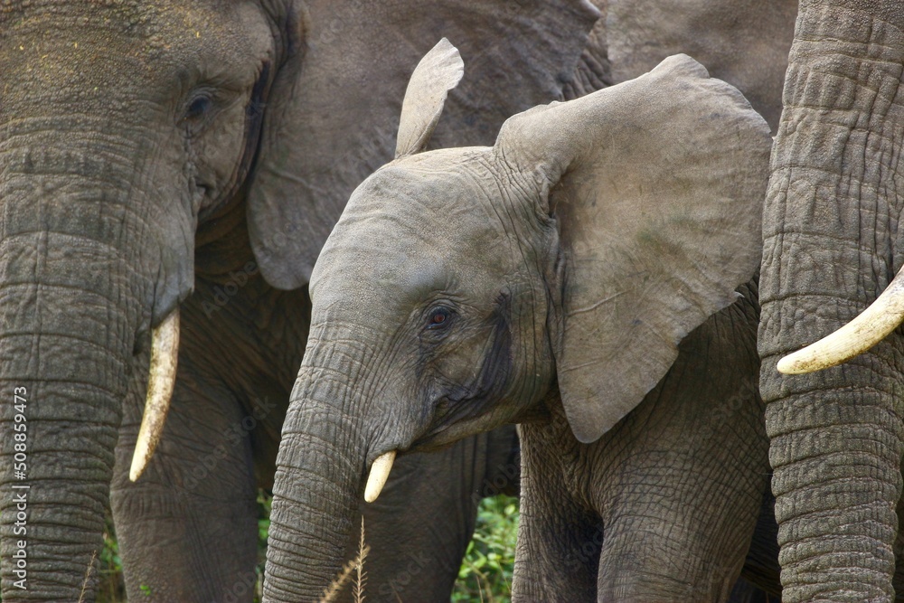Obraz premium elephant in group with tiny baby in Ruanda 