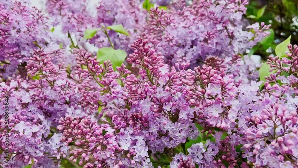 Lilac tree begins to bloom, flowering purple flowers in with green stems sway in the wind Lilac tree begins to bloom, flowering purple flowers in with green stems sway in the wind