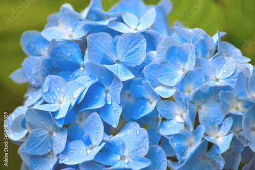 薄い鮮やかな青色の紫陽花