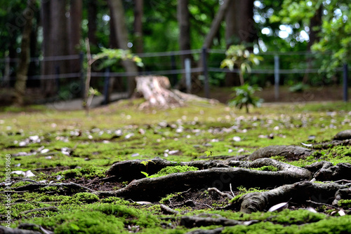 苔の生えた広場