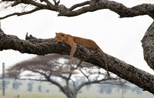 Leopard in Serengeti National Park