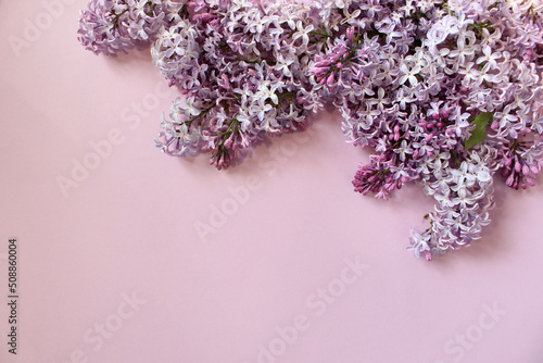 Lilac flowers on color background. Spring is coming concept. Text space. Mock up.