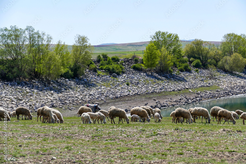 herd of sheep and lambs grazing in the field, mixed sheep and lambs,