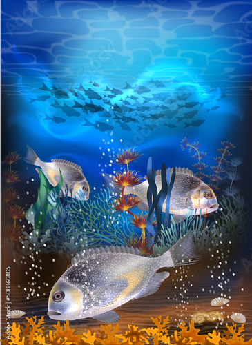 Underwater tropical card with Molly mollienesia fish, vector illustration