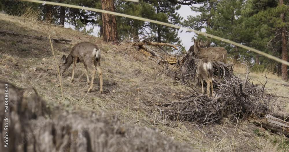 Deer Feeding Wild Deer Mountain Deer Deer Eating Wild Animal Herd
Deer Feeding Wild Deer Mountain Deer Deer Eating Wild Animal Herd