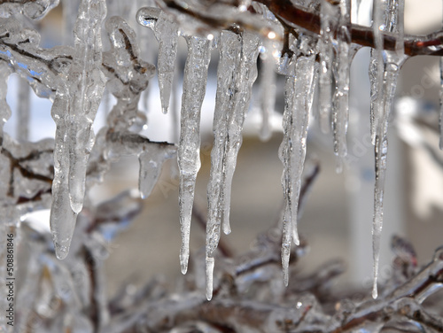 icicles on a branch © J. Edwards 