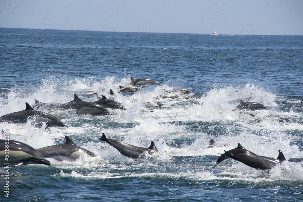 Fototapeta premium DELFIN COMUN EN TUMBES, PERU