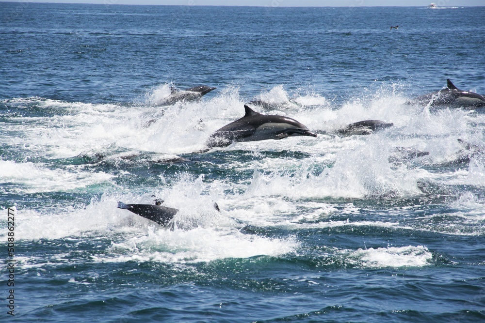 DELFIN COMUN | TUMBES, PERU.