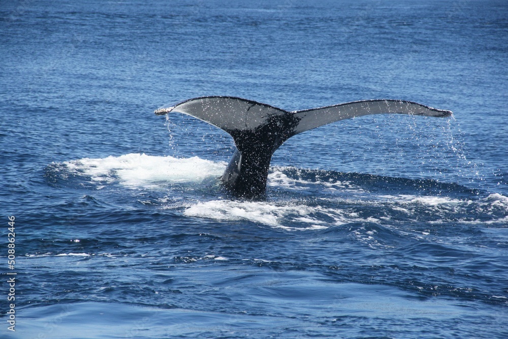 Fototapeta premium HUMPBACK WHALE | TUMBES, PERU. 