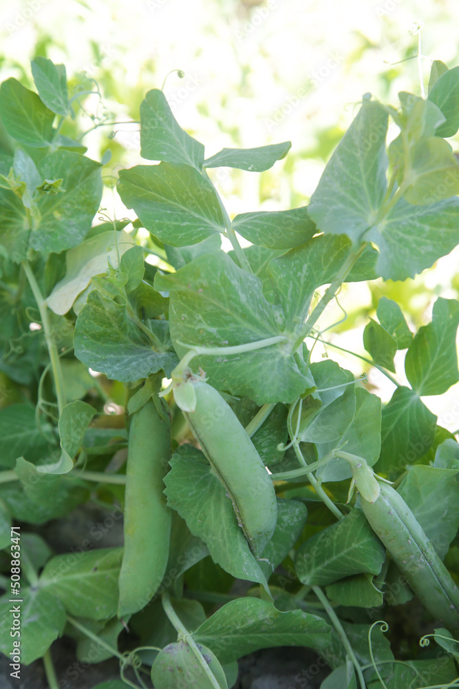 Ripe green peas in the organic garden Ripe green peas in the organic garden