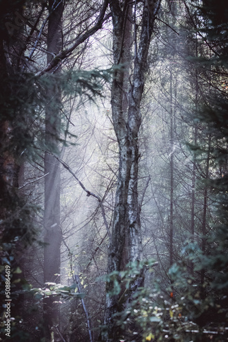 morning sun shining through the fog deep in the forest