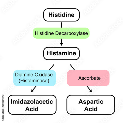 Histamine Formation And Inactivation Reactions. Vector Illustration.