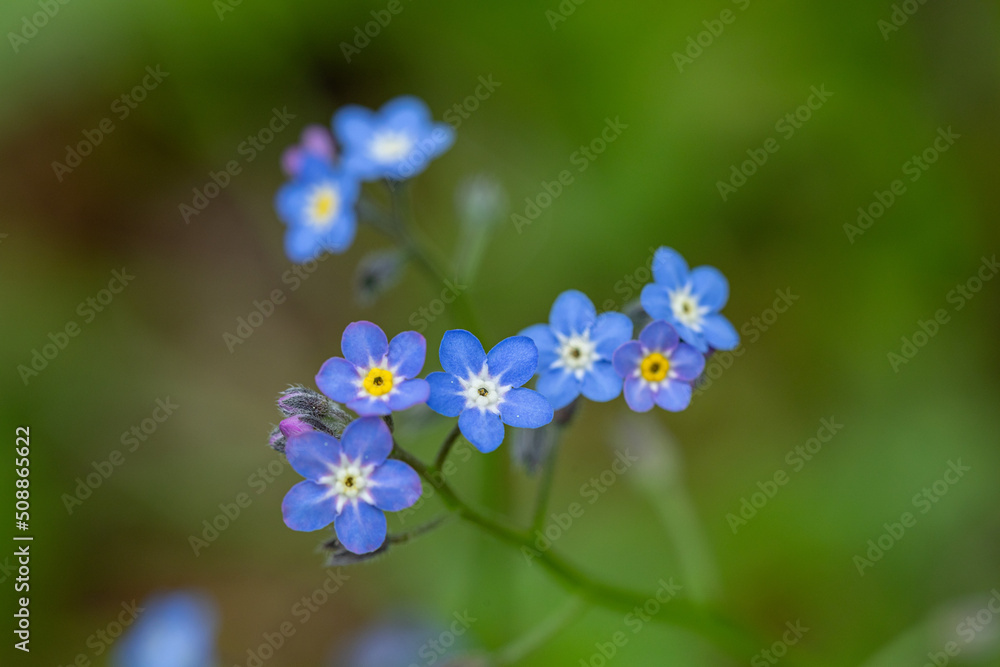 エゾムラサキ（蝦夷紫）　撮影：上高地・5月下旬