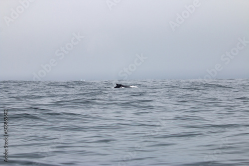 A humpback whale early on in whaling season in northern newfoundland