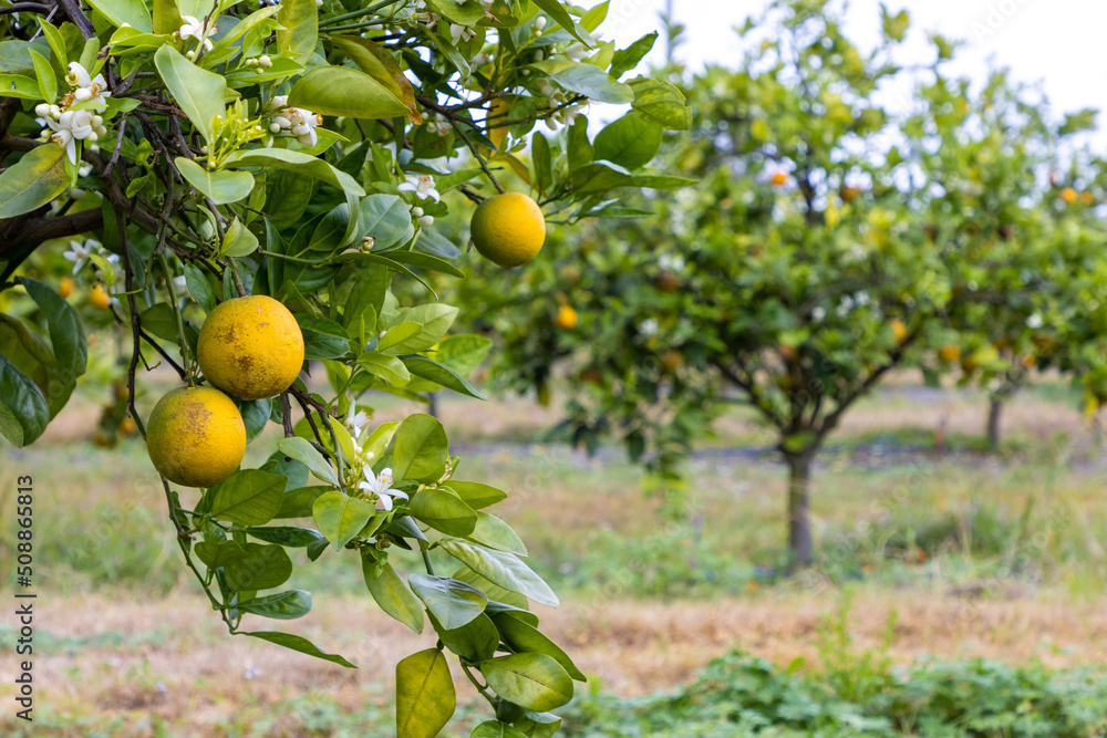 Oranges growing on tree Oranges growing on tree