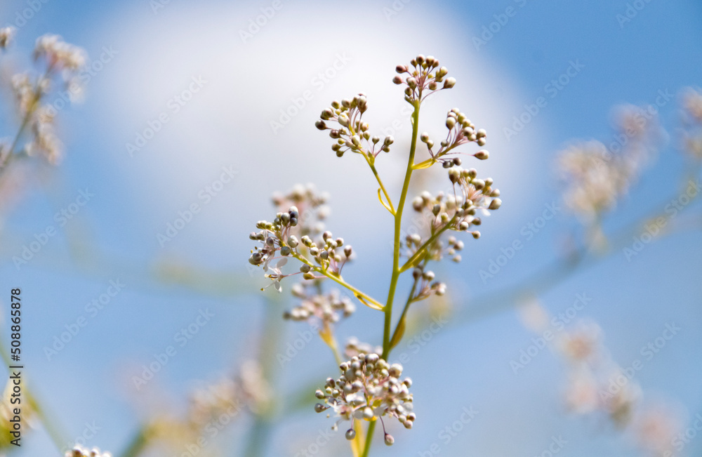 Kresse (Breitblättrige Kresse, Lepidium latifolium), blühend Kresse (Breitblättrige Kresse, Lepidium latifolium), blühend
