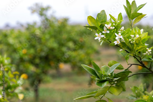 Orange blossom flowers