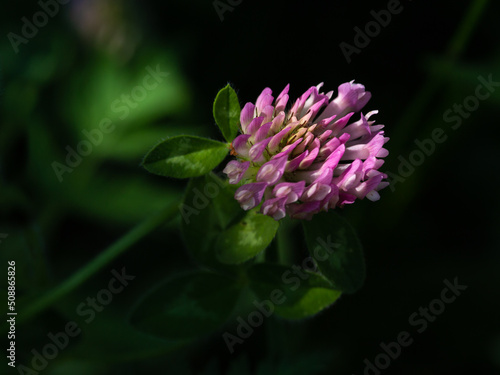 Alpine flower Trifolium Pratense (red clover) at 1700 m. of altitude. At sunset the last rays of the sun illuminate the flower. Selective focus. Low-key image.