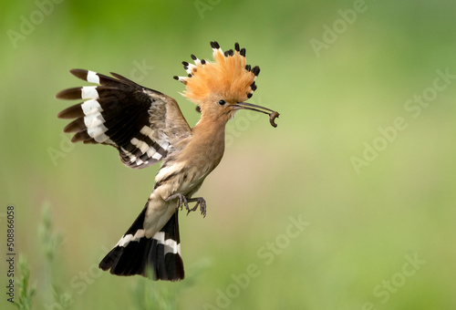 Eurasian hoopoe bird close up ( Upupa epops )