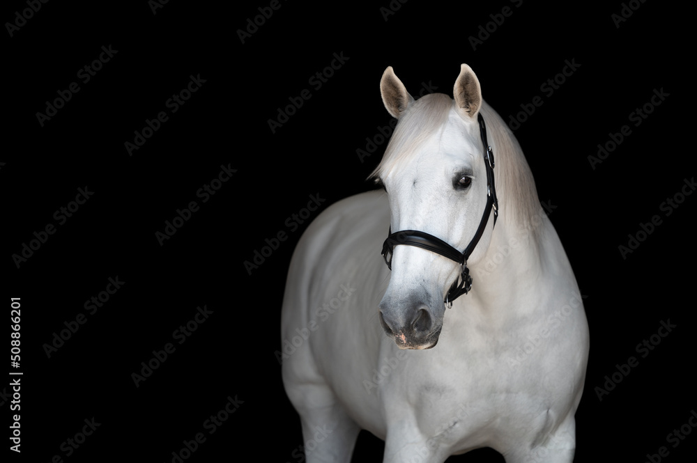 white horse portrait on black background