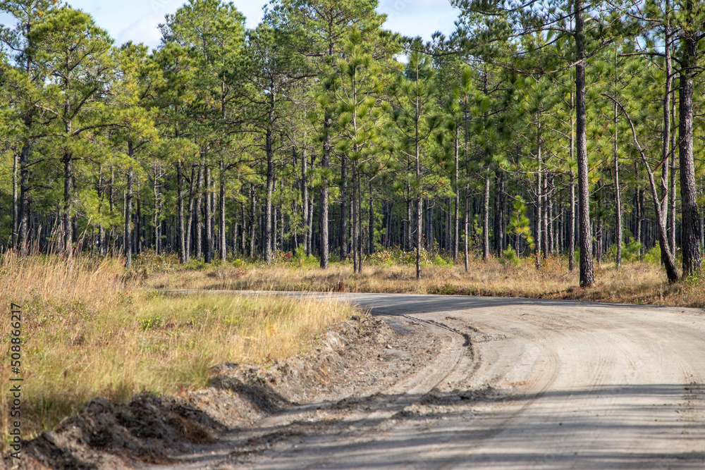 Dirt road running through protected forest Dirt road running through protected forest