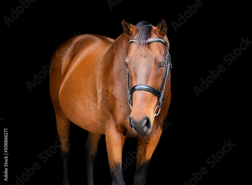 Portrait of a bay brown horse wearing a bridle isolated on a black background © SKOVAX