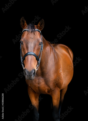 Portrait of a bay brown horse wearing a bridle looking at the camera 