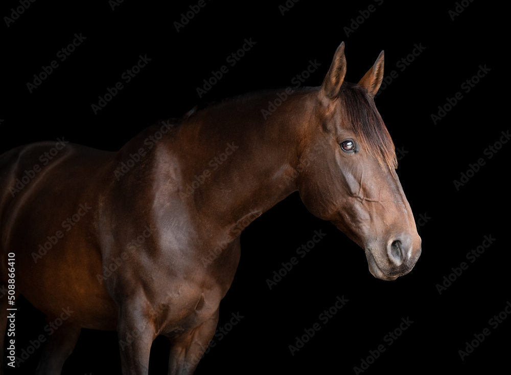 Side on portrait of a bay brown horse on a black background 