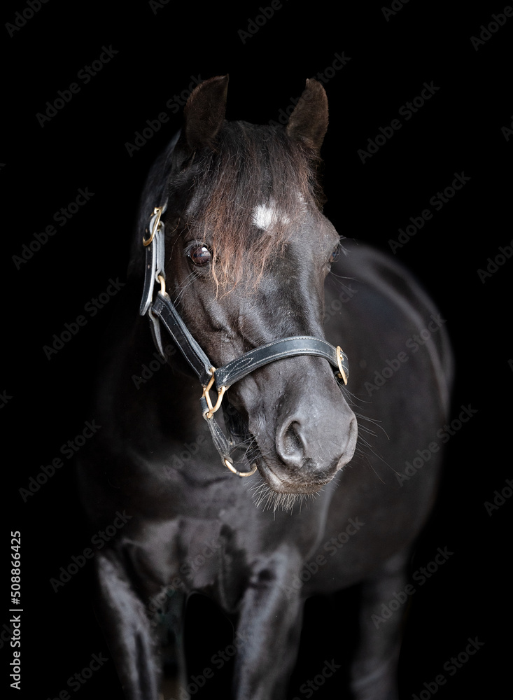 Obraz premium Portrait of a black pony horse on a black background wearing a black halter 