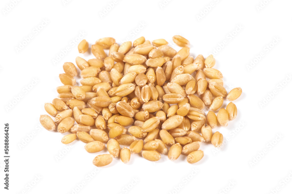 heap of wheat seeds isolated on white background heap of wheat seeds isolated on white background