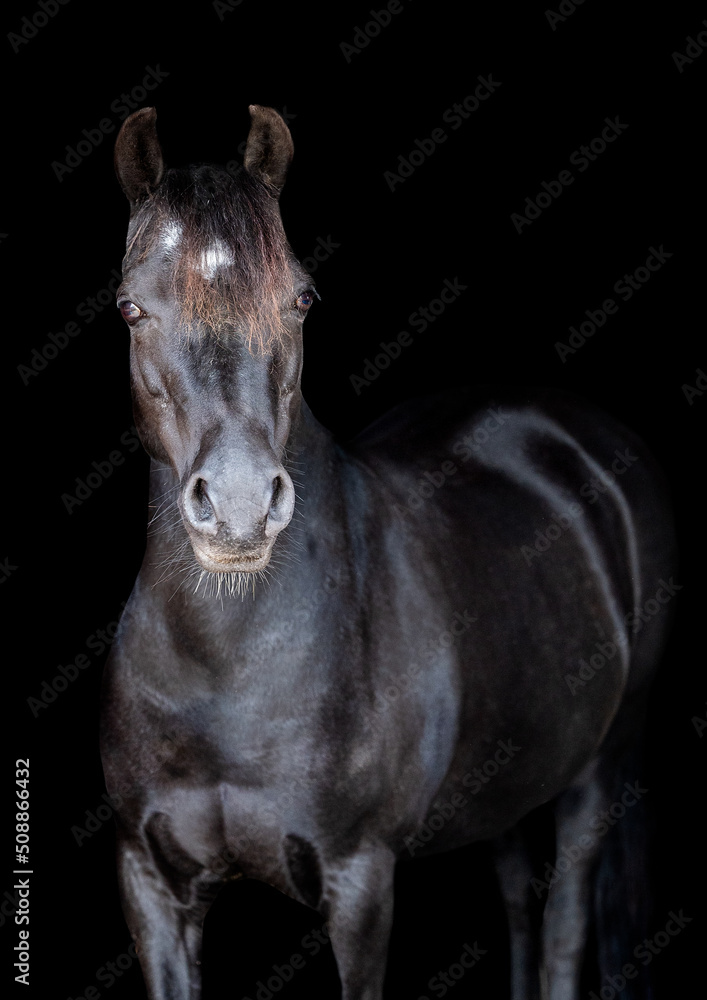 Portrait of a black horse facing the camera not wearing a bridle on a black background