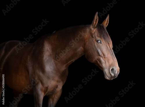 Side on portrait of a bay brown horse on a black background  © SKOVAX
