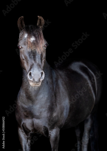 Portrait of a black horse facing the camera not wearing a bridle on a black background