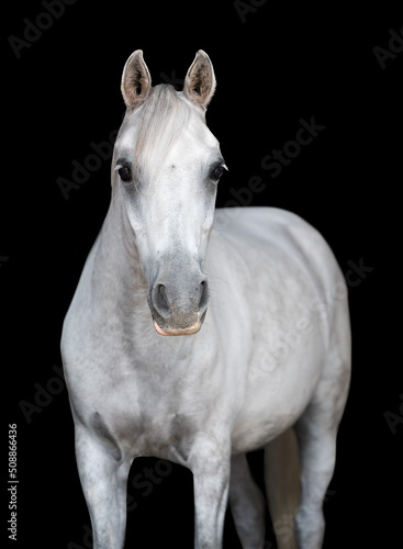 Portrait of a white horse facing camera on a black background without a bridle