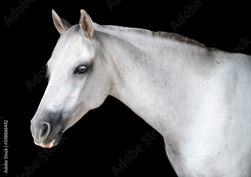 Portrait of a white horse on a black background isolated