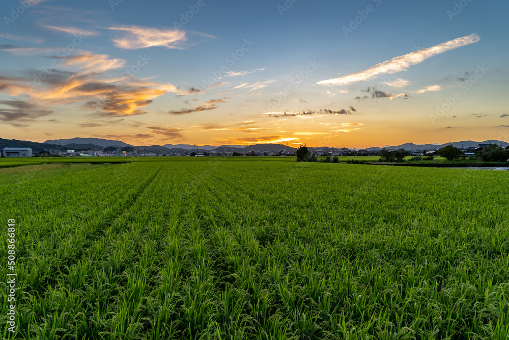 View of dusk time in paddy field of farmland, Japan.