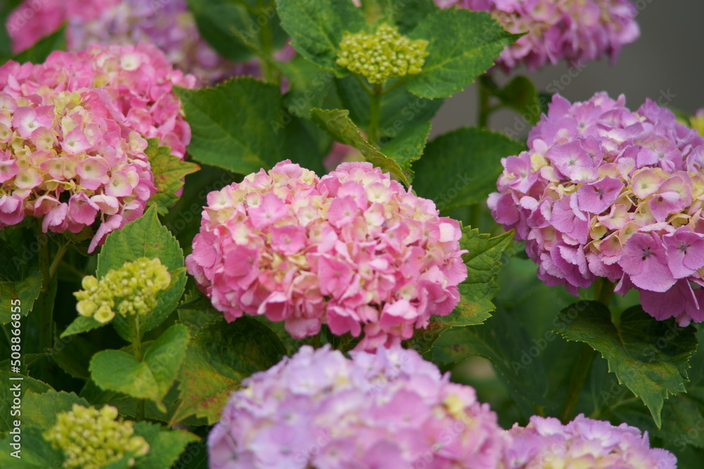 Hope you enjoy this beautiful spring season Hope you enjoy this beautiful spring season