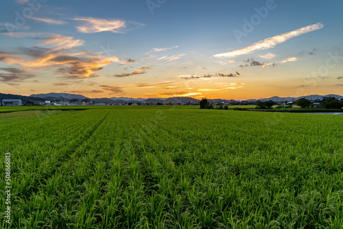 View of dusk time in paddy field of farmland, Japan.