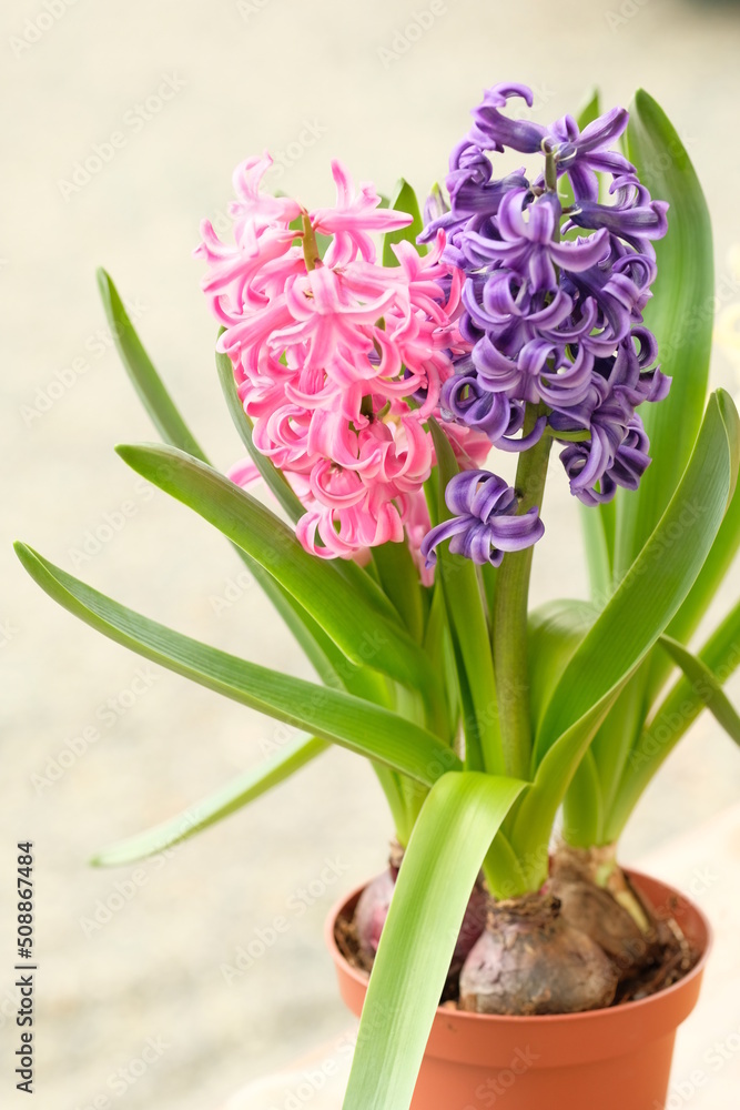pink and purple hyacinth in full blooming
pink and purple hyacinth in full blooming