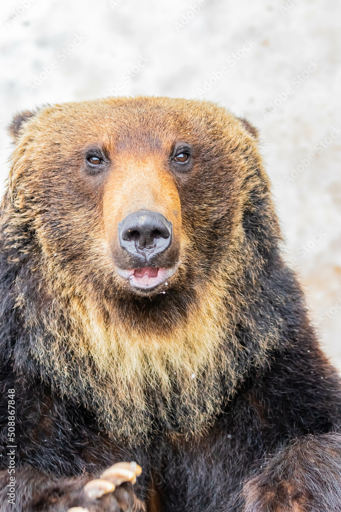 Obraz premium ヒグマ 