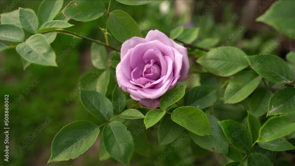 Lilac soft pastel pink rose in a breeze, top view, beautiful summer garden romantic flower bush
